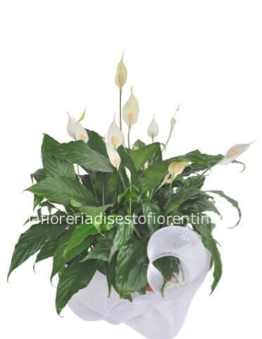 Pianta di Spathifillium