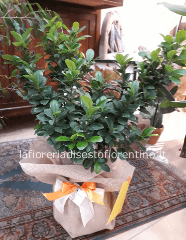 Pianta bonsai ficus ginseng altezza 40 cm