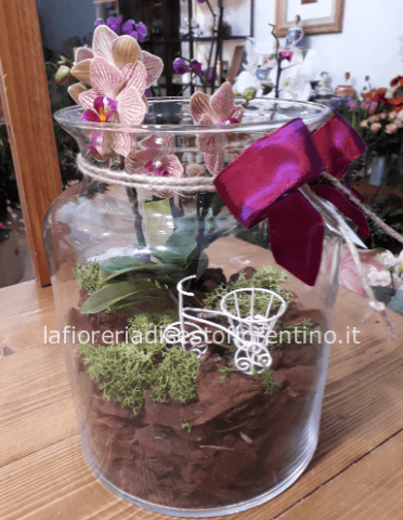 Terrarium orchidea